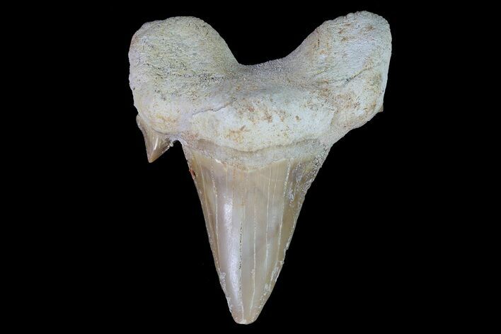 Otodus Shark Tooth Fossil - Eocene #67163